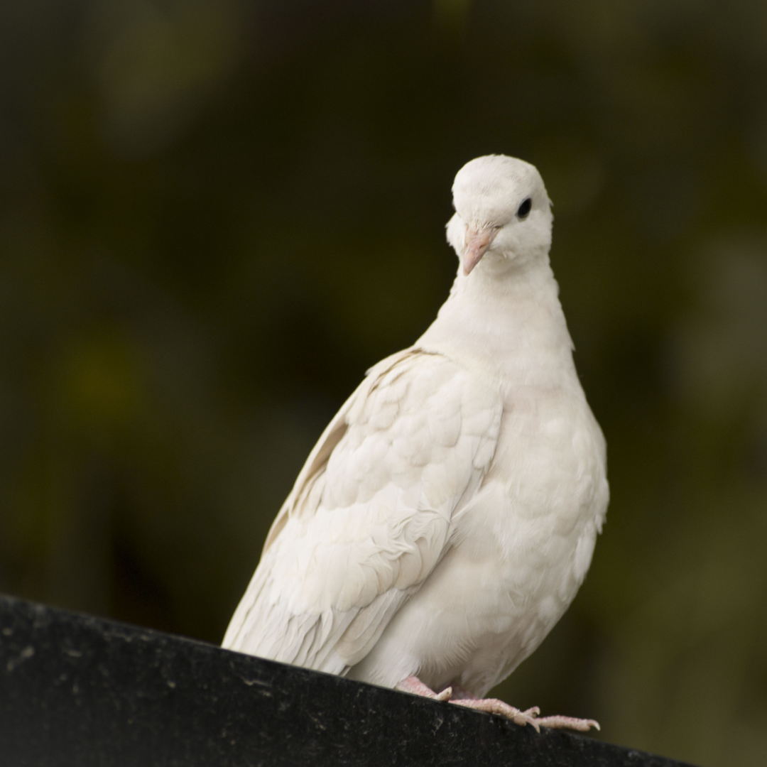 Season of Creation 2025: Peace with Creation