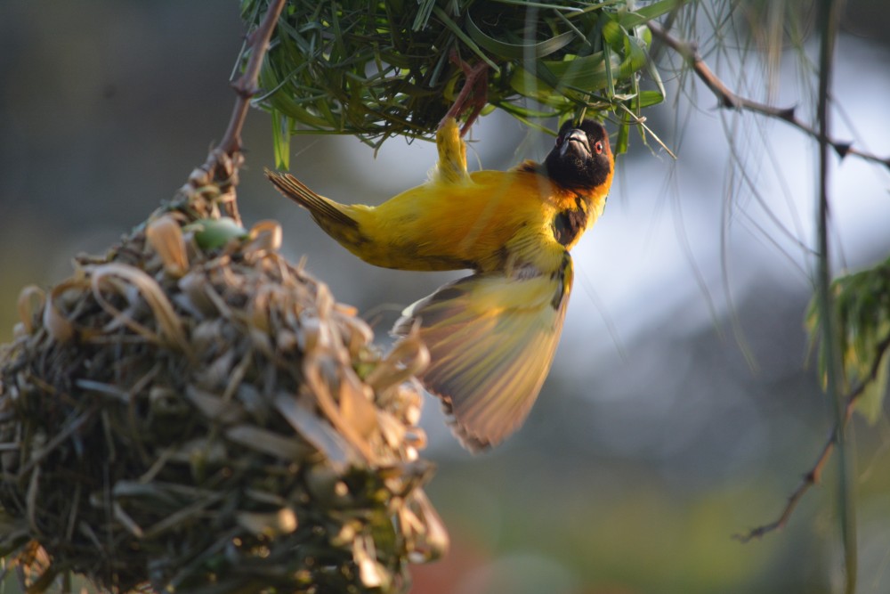 Inviting the Animals In