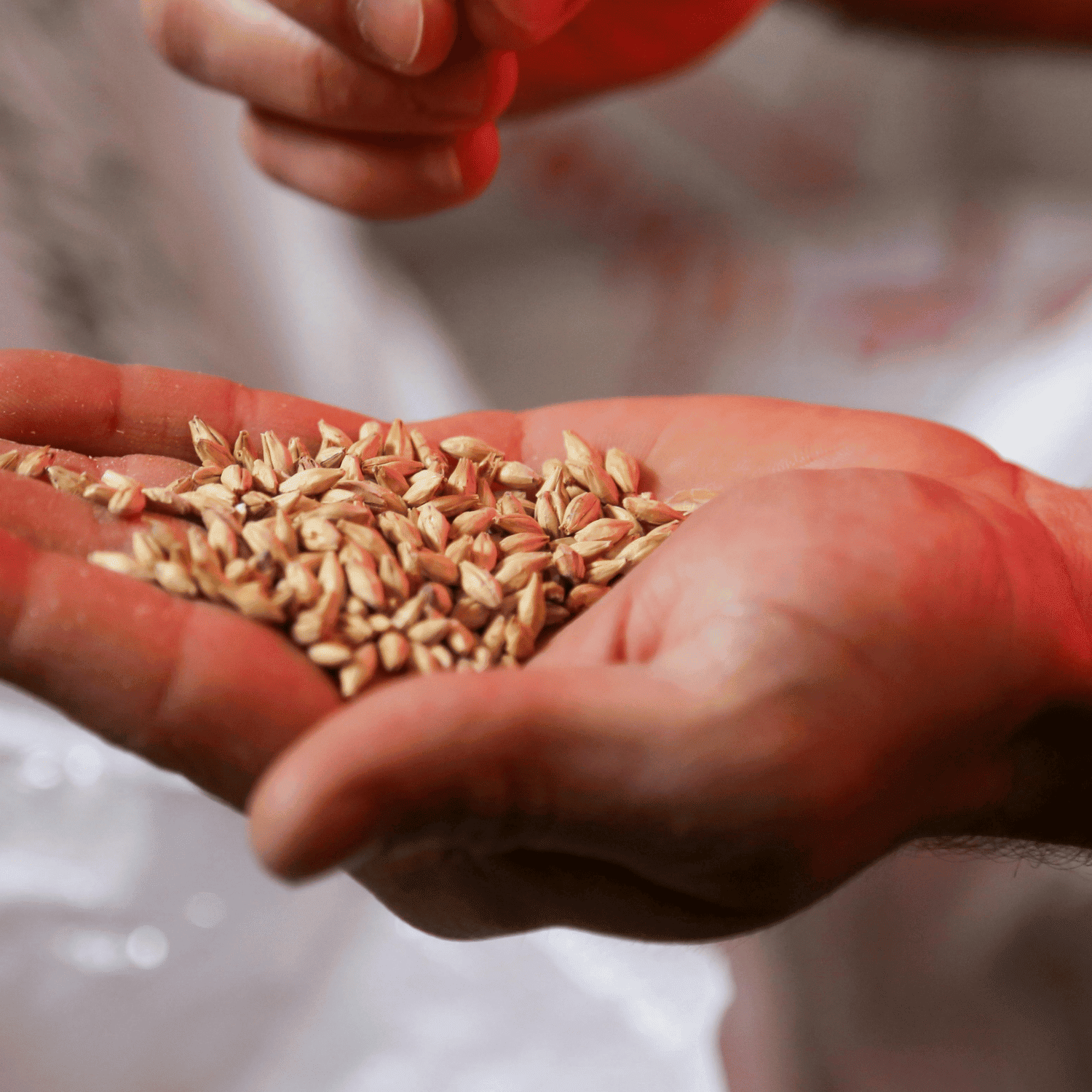 Seeds of Hope for Our Common Home: An Alliance for Biodiversity and Integral Ecology in Colombia